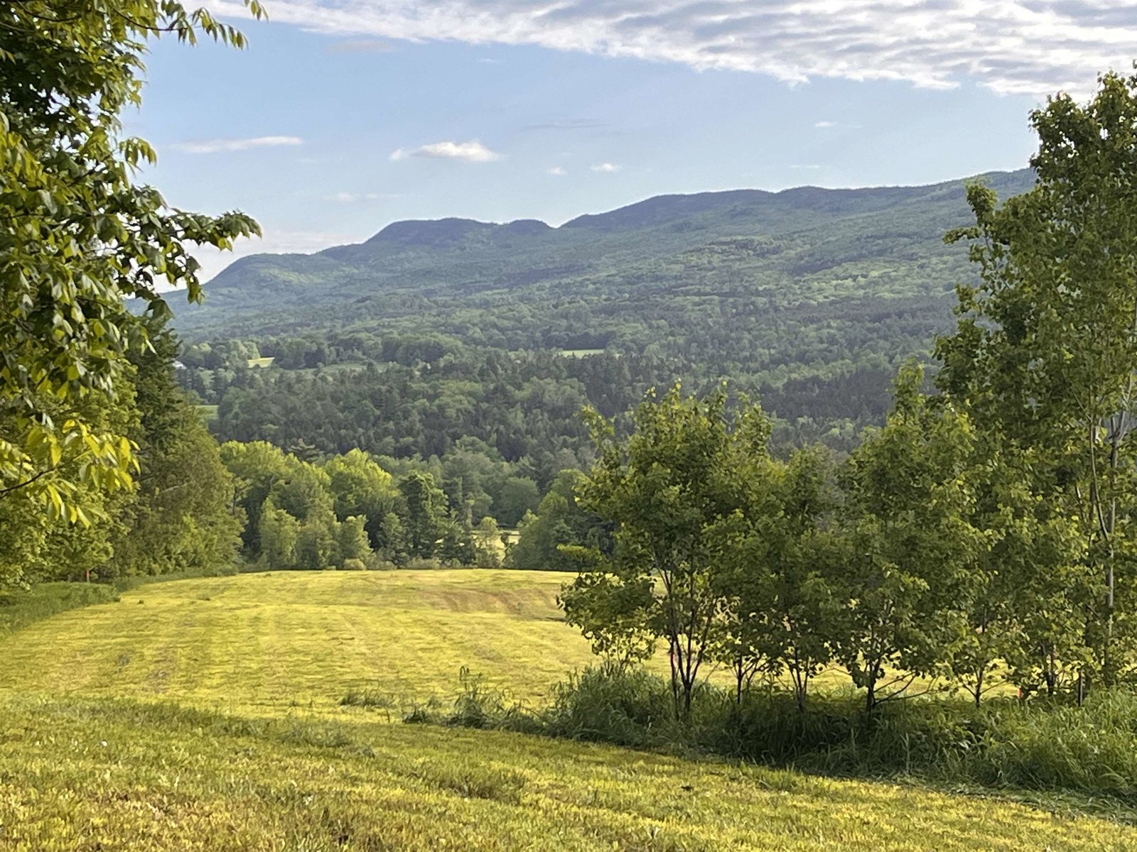 LUSH OPEN MEADOW WITH MANY POSSIBILITY'S