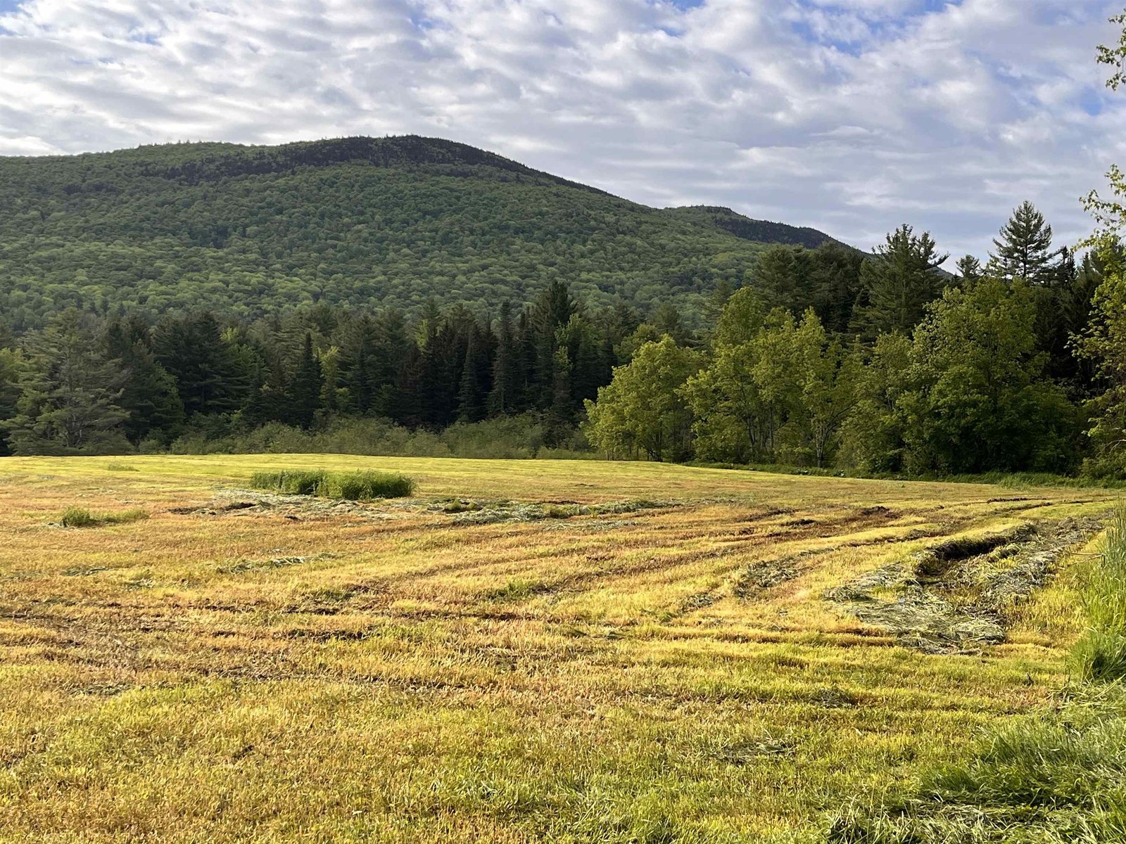 MIDDLE MEADOW LOOKING OVER LOWER MEADOW