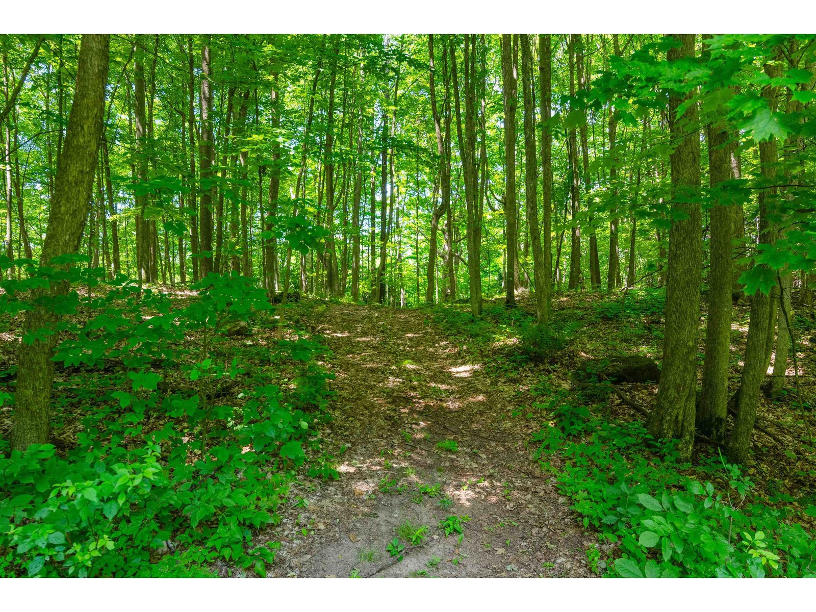 Trails in Woods