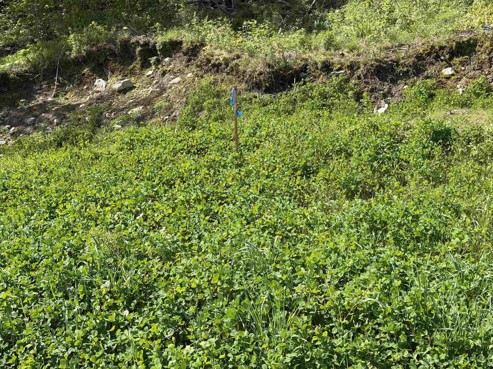 Blue stake for the well