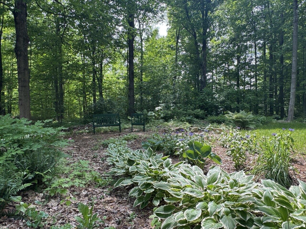 Beautiful Perennials