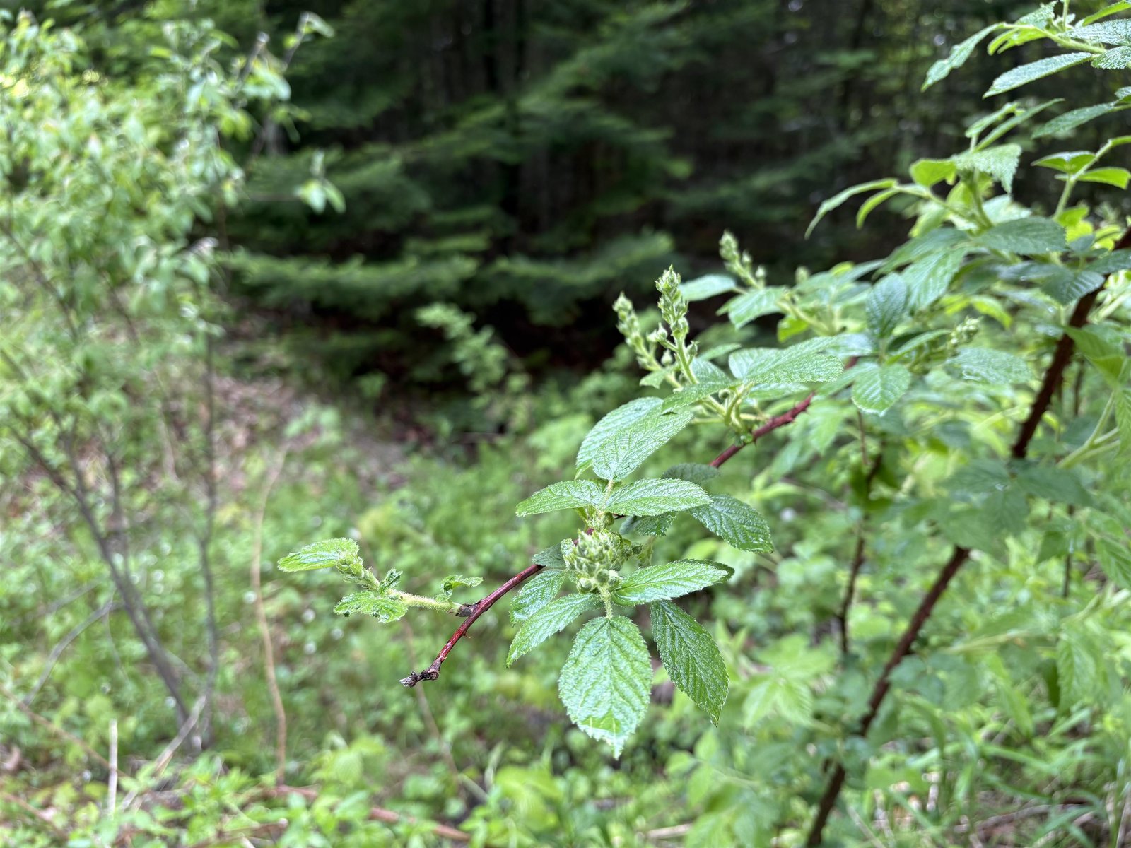 905 Peak Road