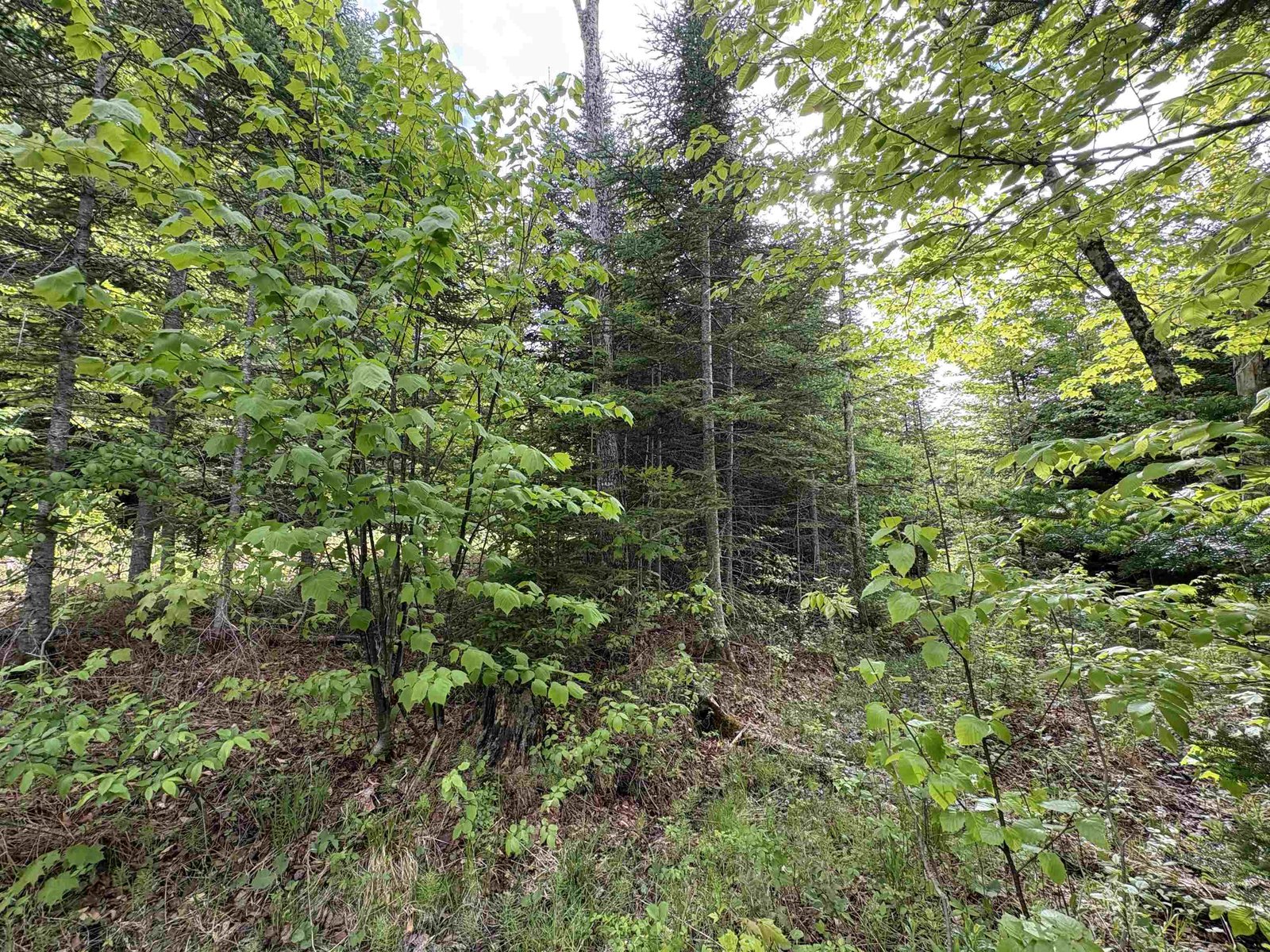 905 Peak Road