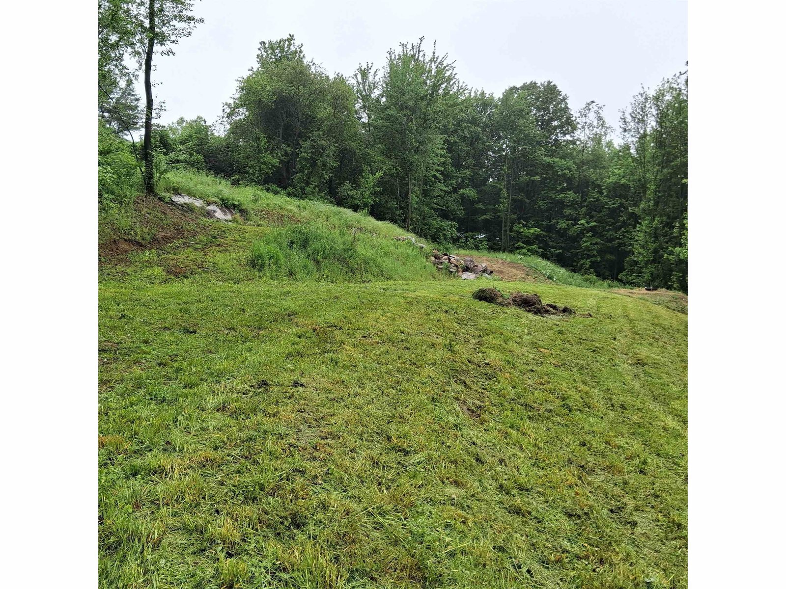 lot after being mowed on June 7