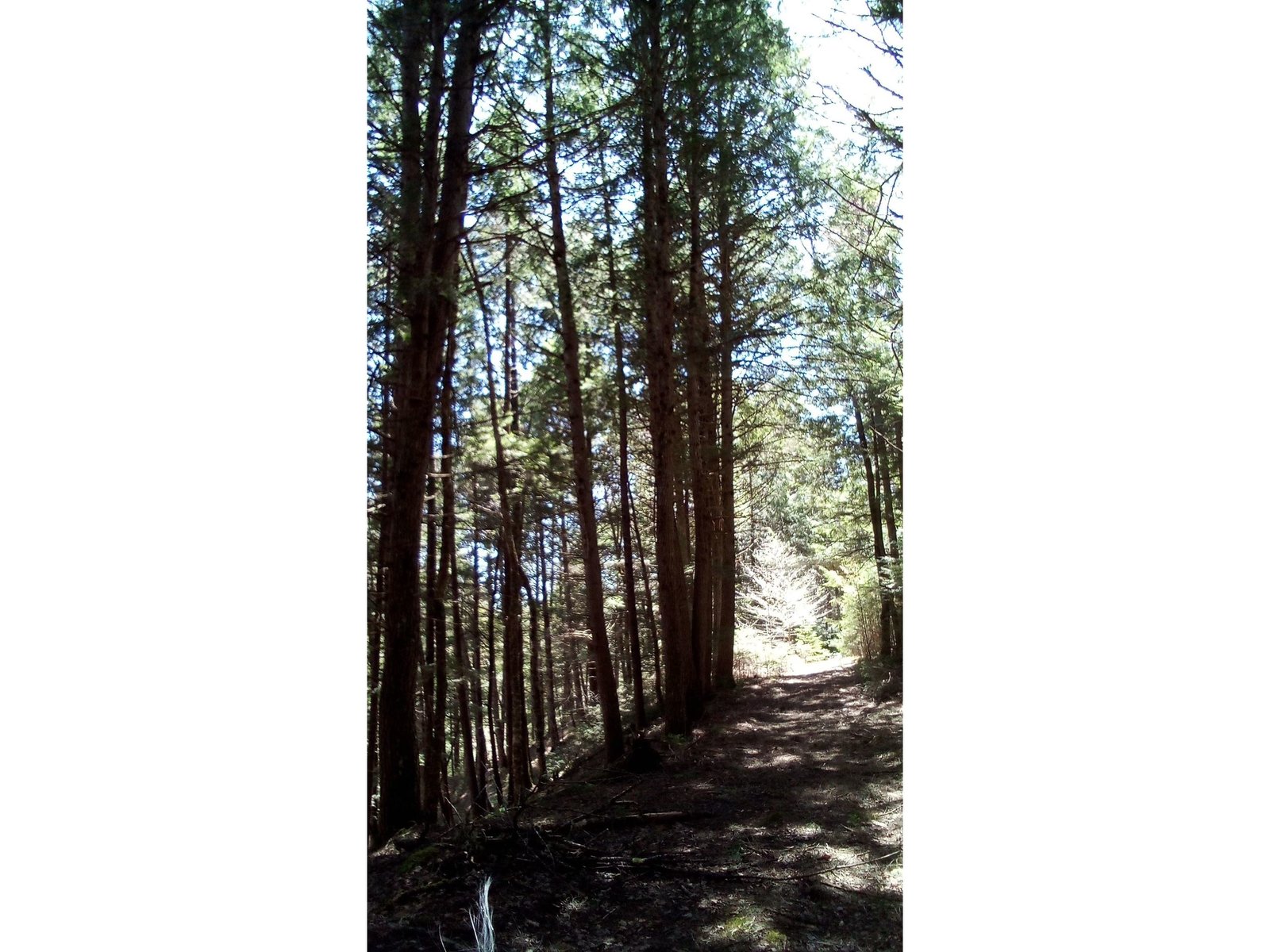 walking up the trail by the brook