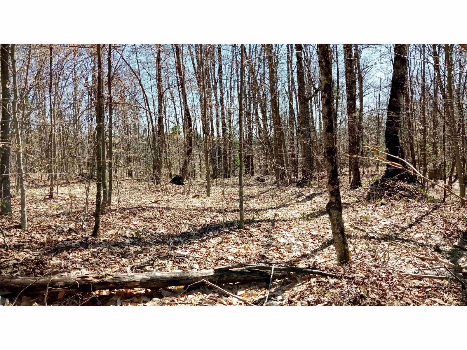 woods above the camp
