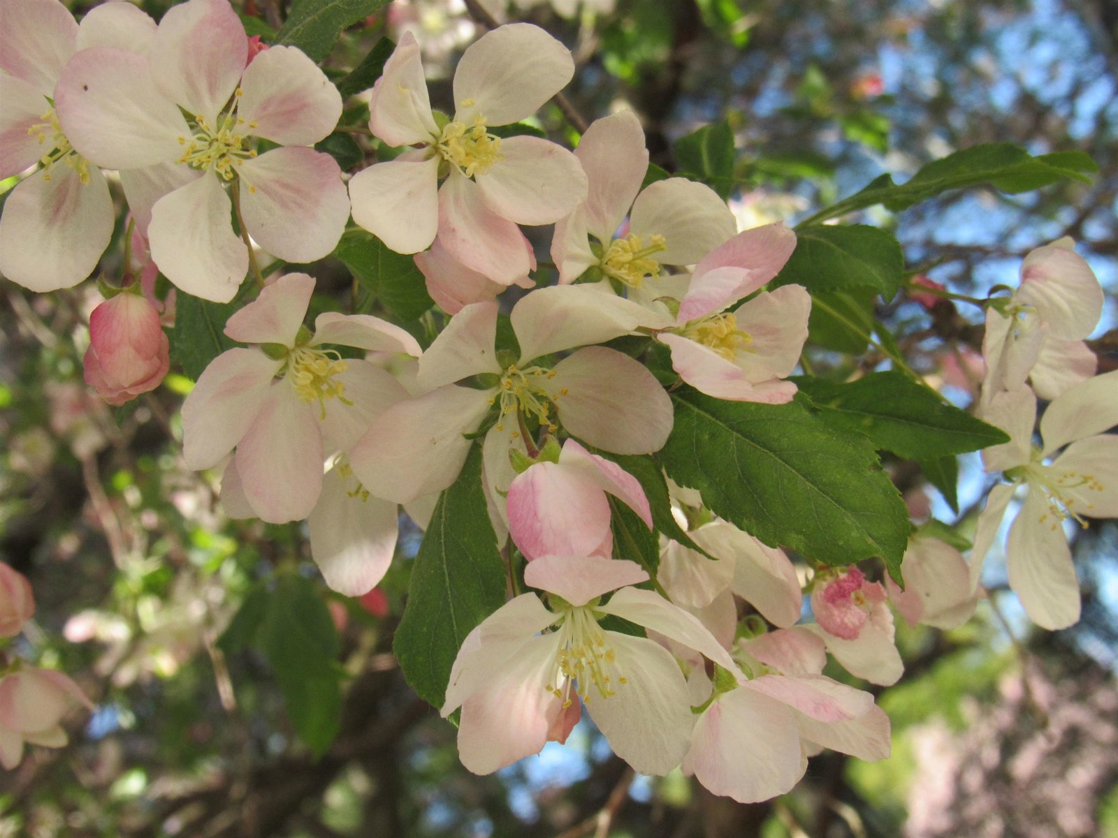 Spring Blooms