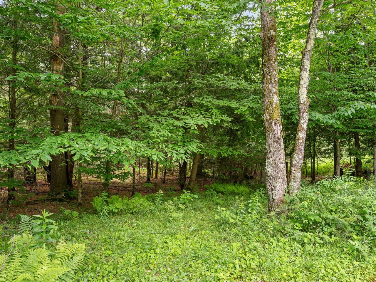Fern Forest