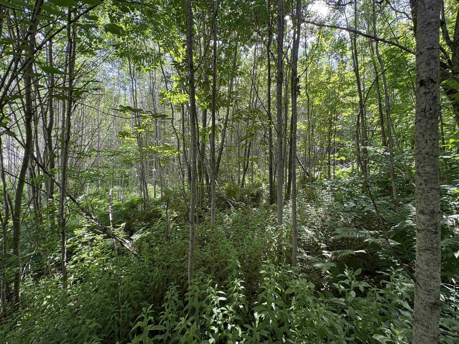 990 Bergeron Road