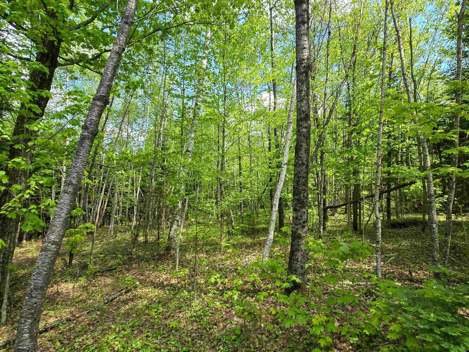 Typical Woods
