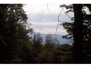 Lot 1 Back Pasture Road Rd