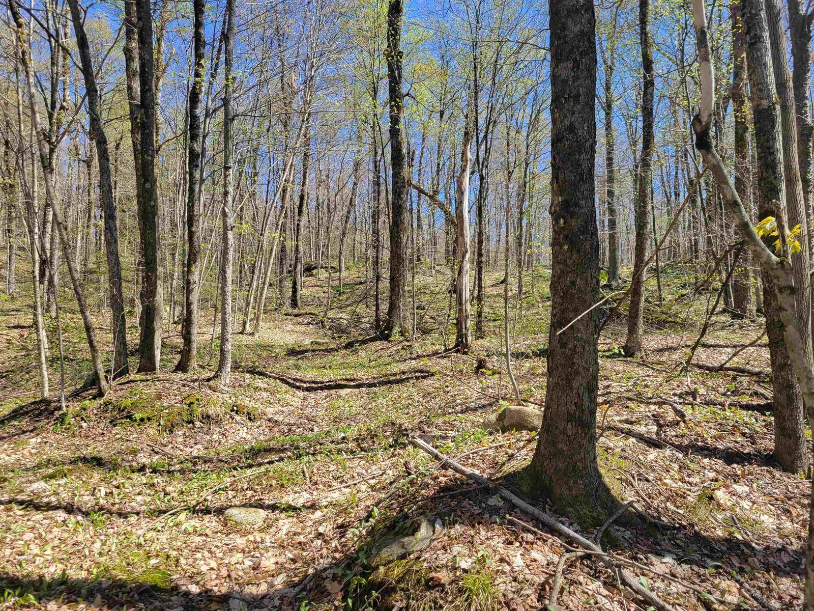 Lot 120 Beartown Road