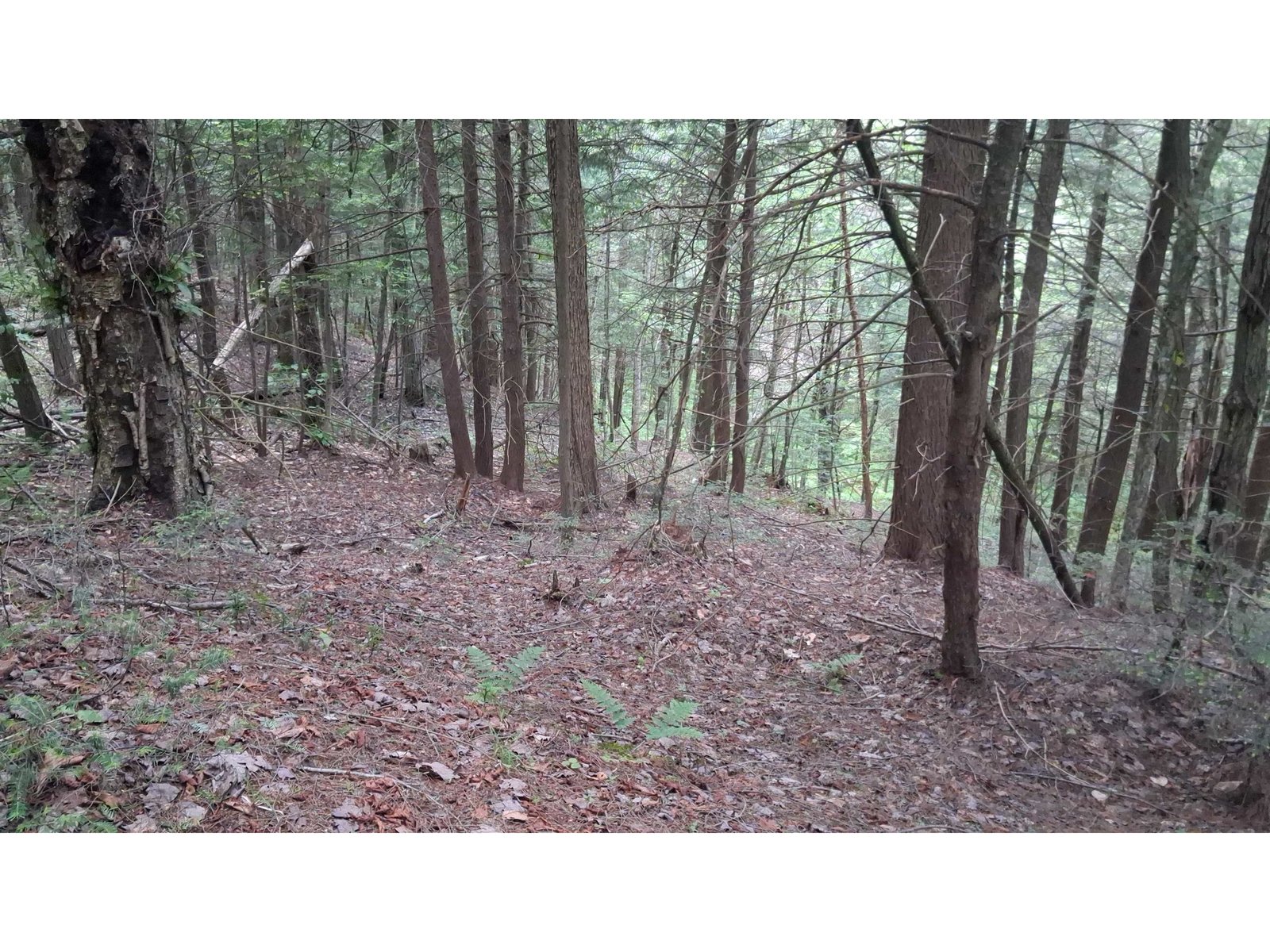 possible camp-home site on 37 acres
