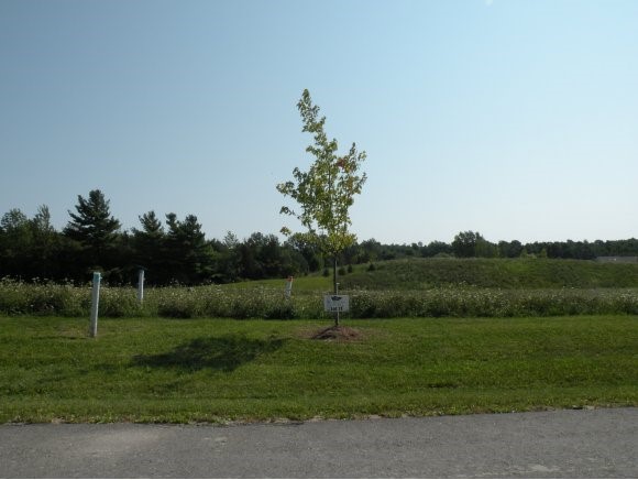 Lot #17 Sycamore Street