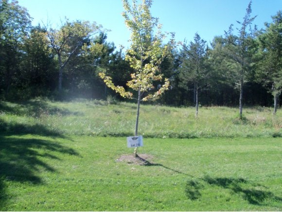 Lot #20 Sycamore Street