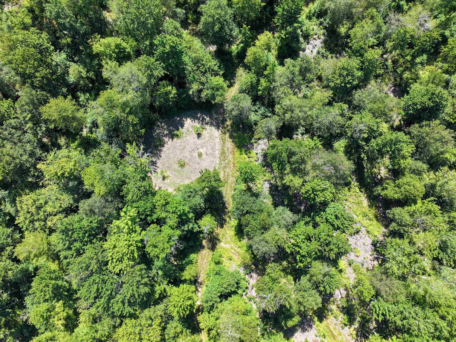 LOGGING ROADS AND CLEARINGS THROUGHOUT