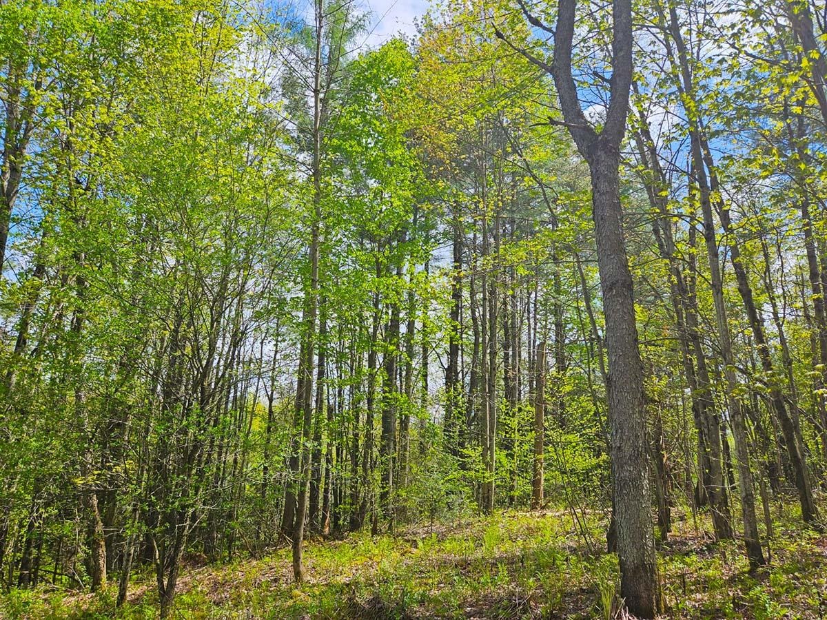 Lot 4 Berry Road