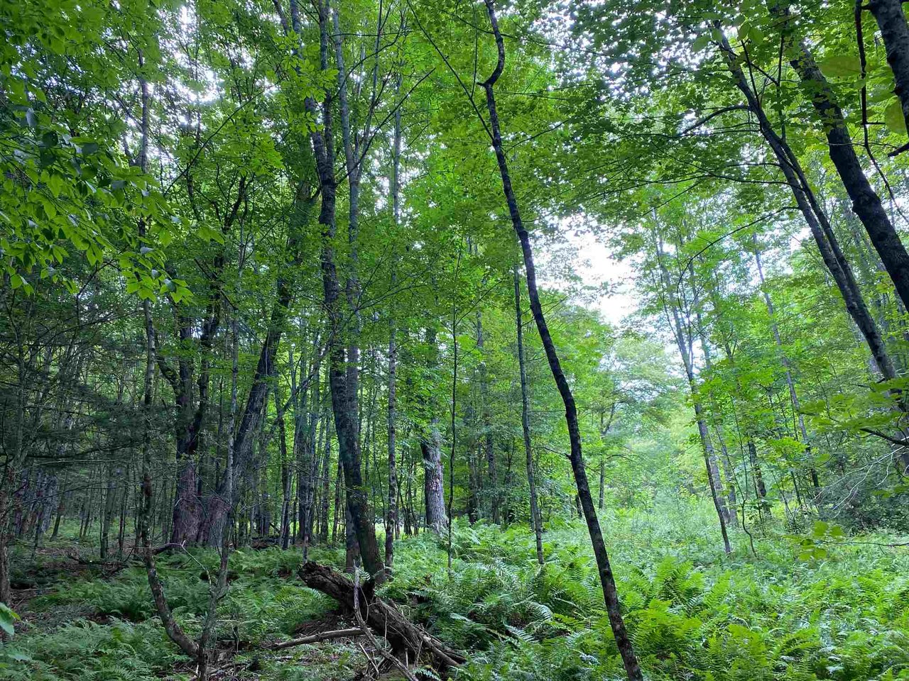 Lot 4 TAC Heights