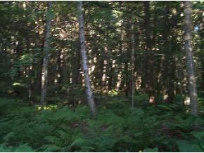 Lot 49 Ripton/Goshen Road