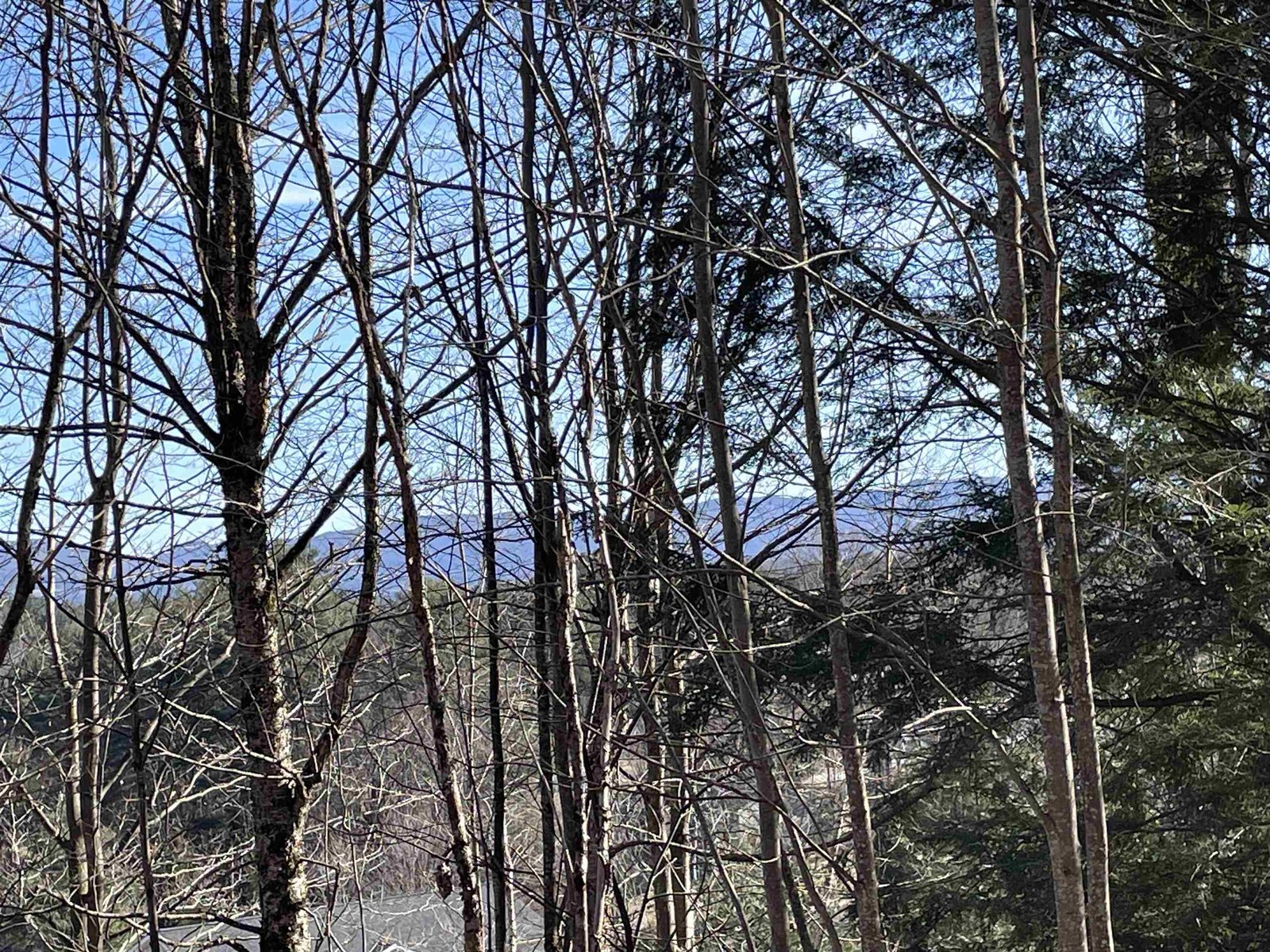 Green Mtn views possible from Lot 5 with minor clearing effort