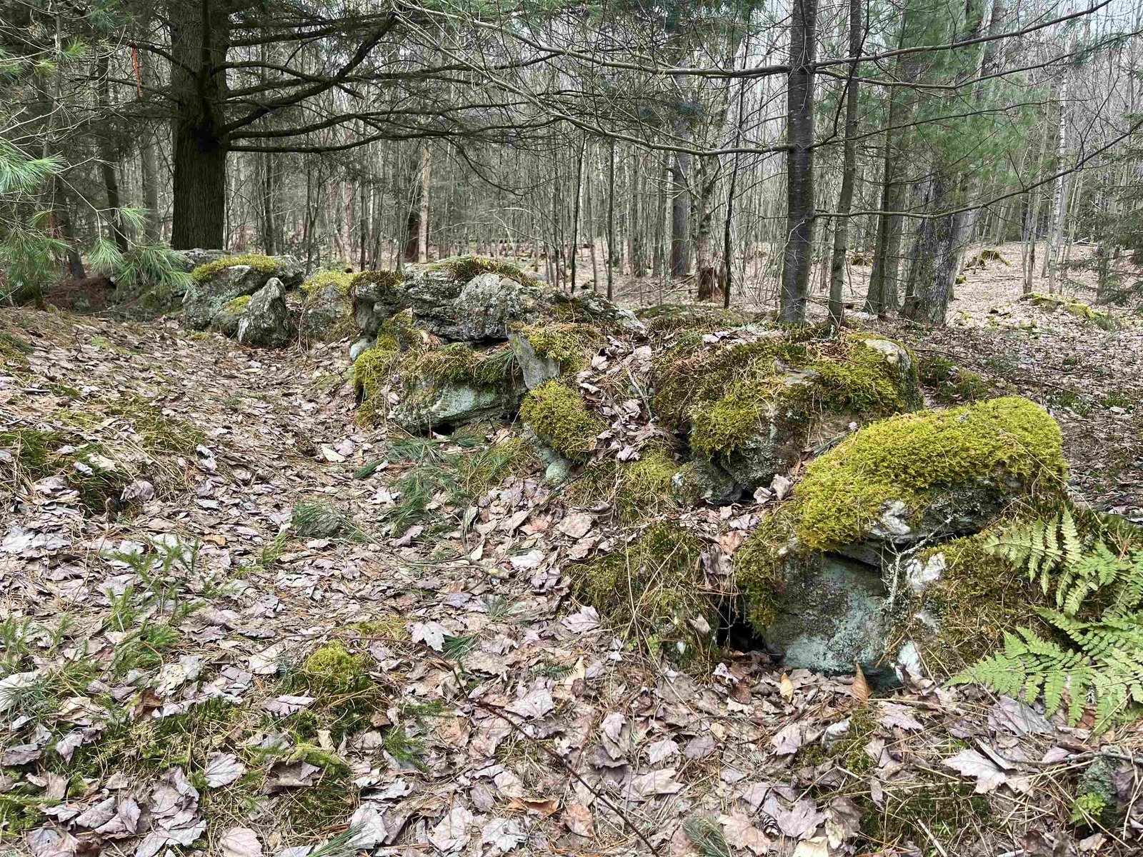 Stonewall on northern border of Lot 5