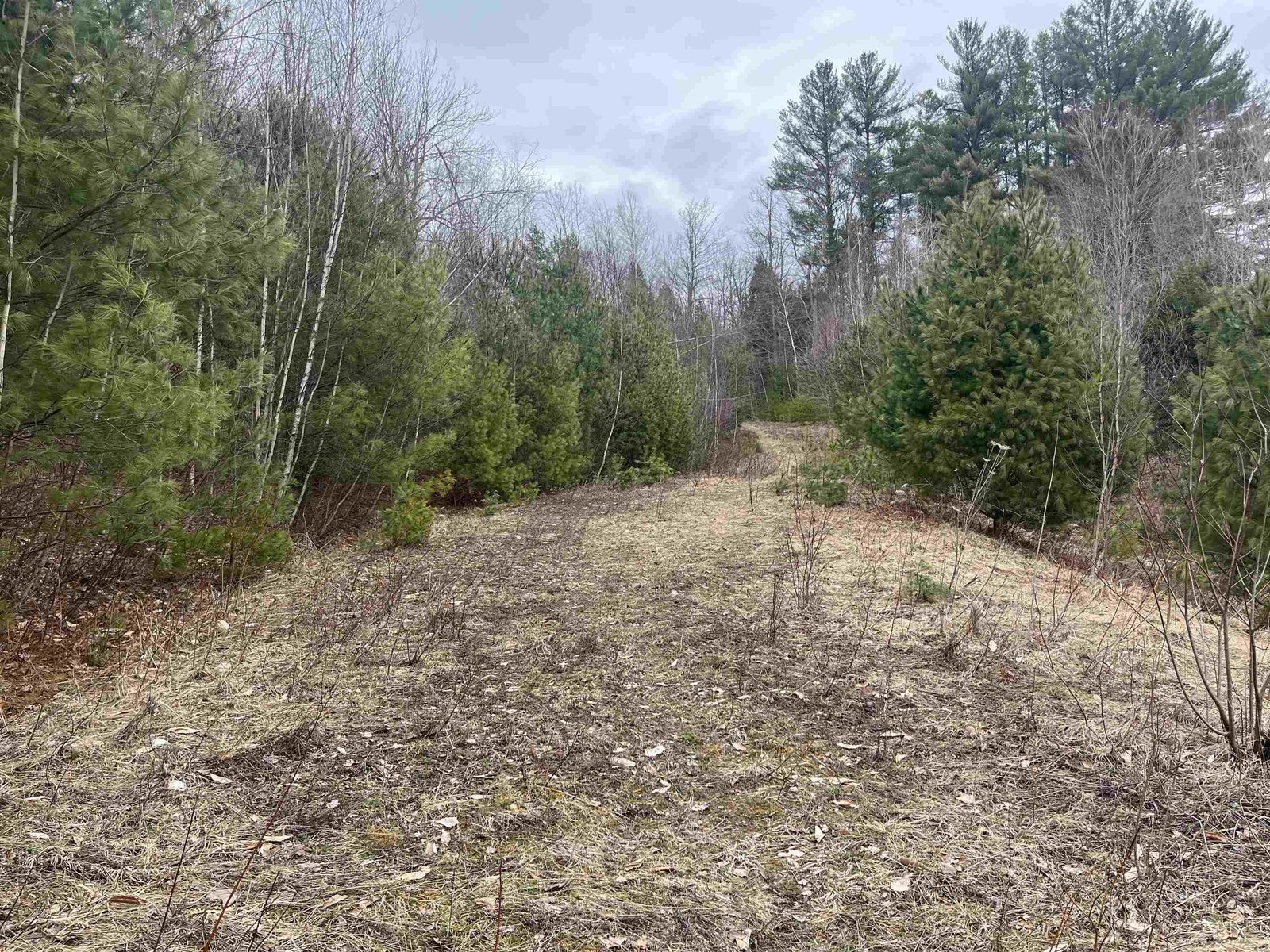 Haley Drive cleared right-of-way heading up towards Lot 4 & 5