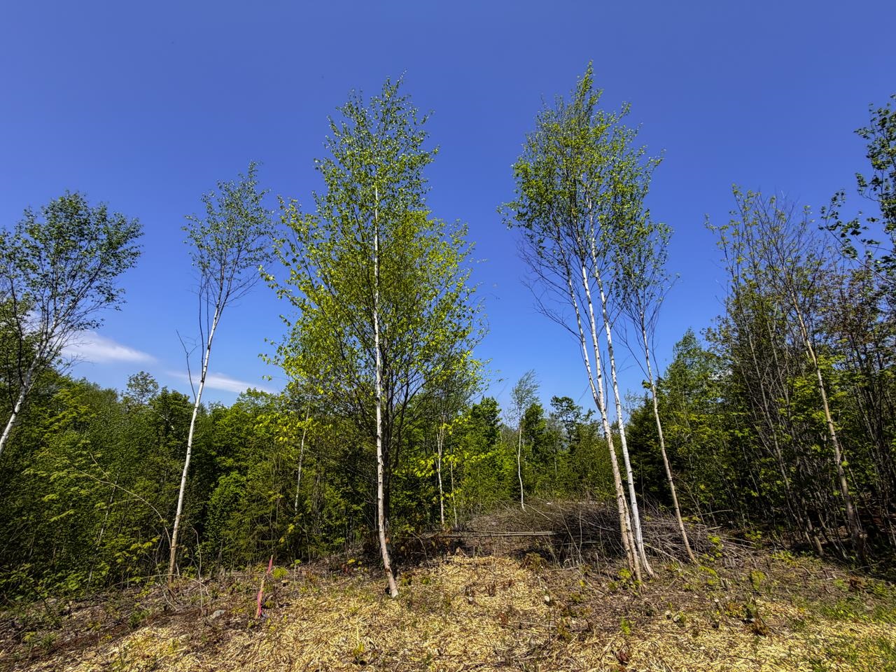 Lot 5 Highview Road