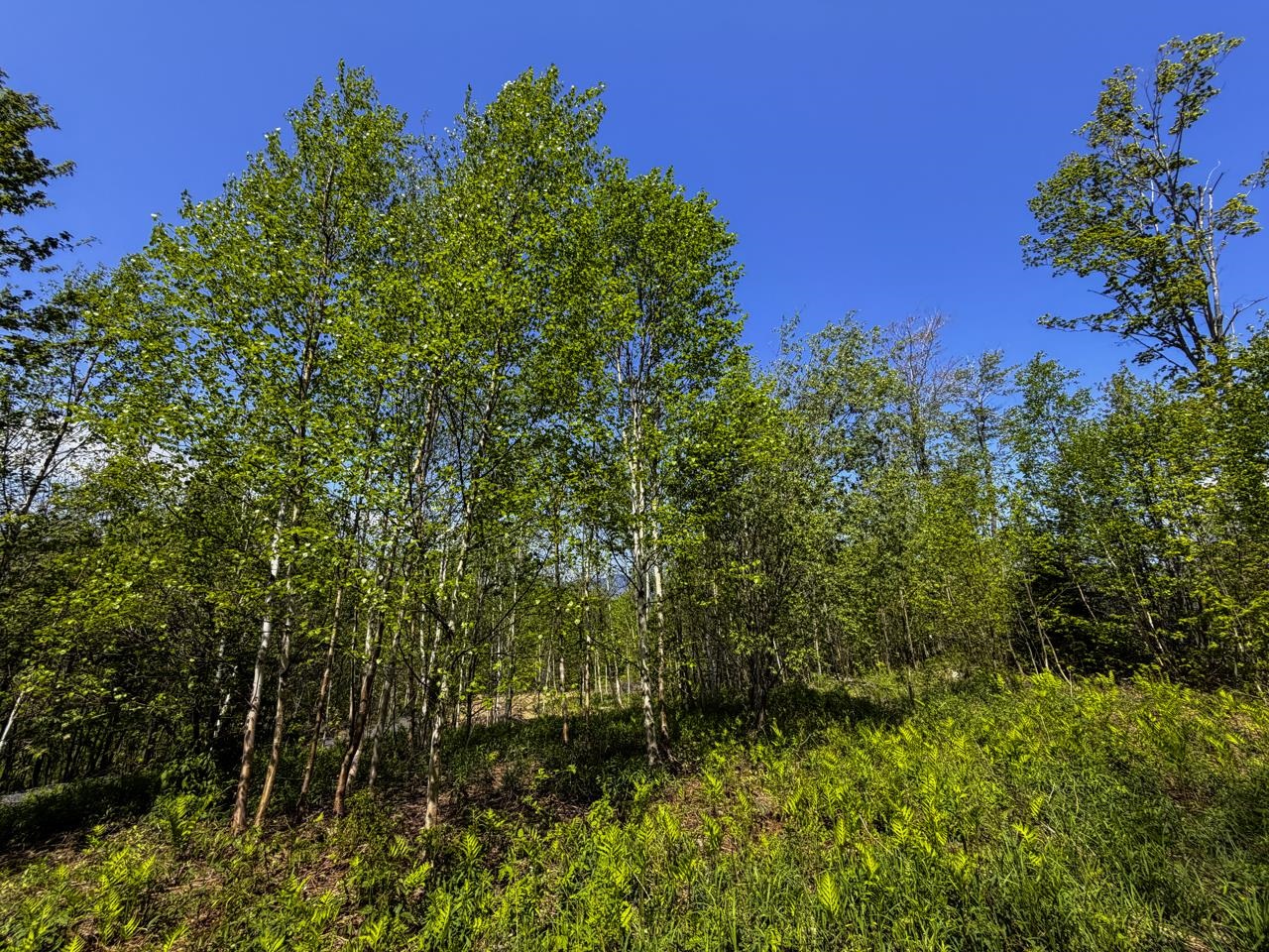 Lot 5 Highview Road