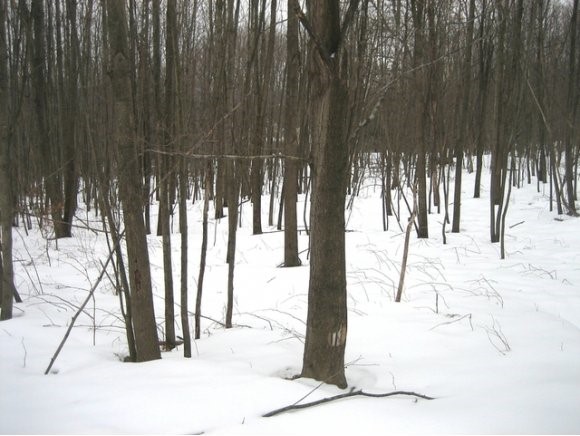 Lot #6 Ruggles Lane