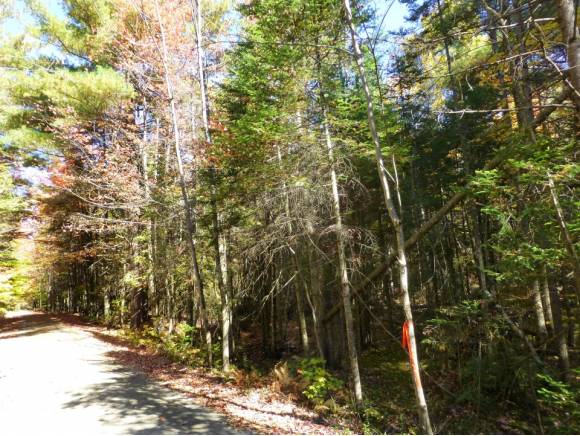 Lot 6 Woodland