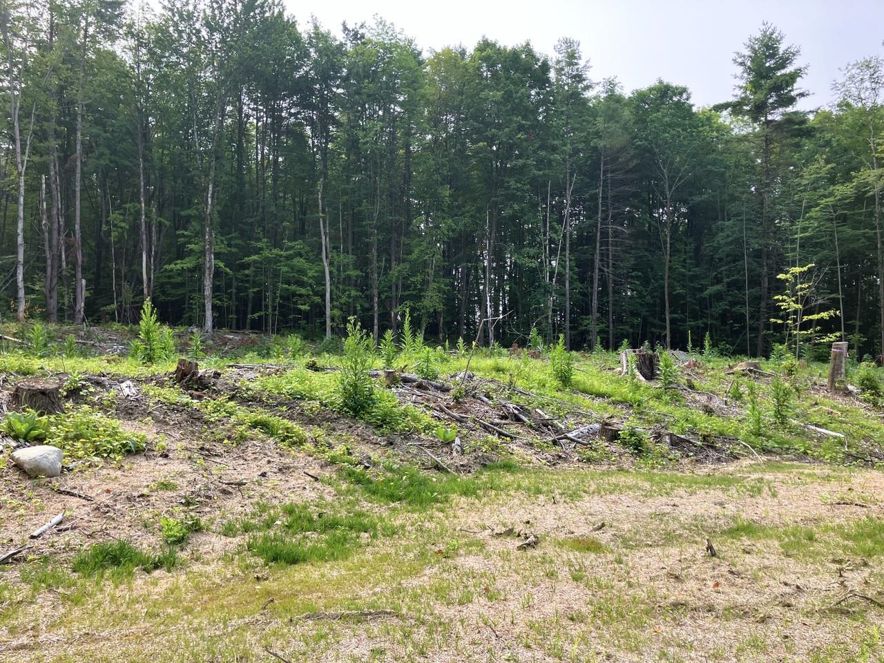 Slightly elevated homesite