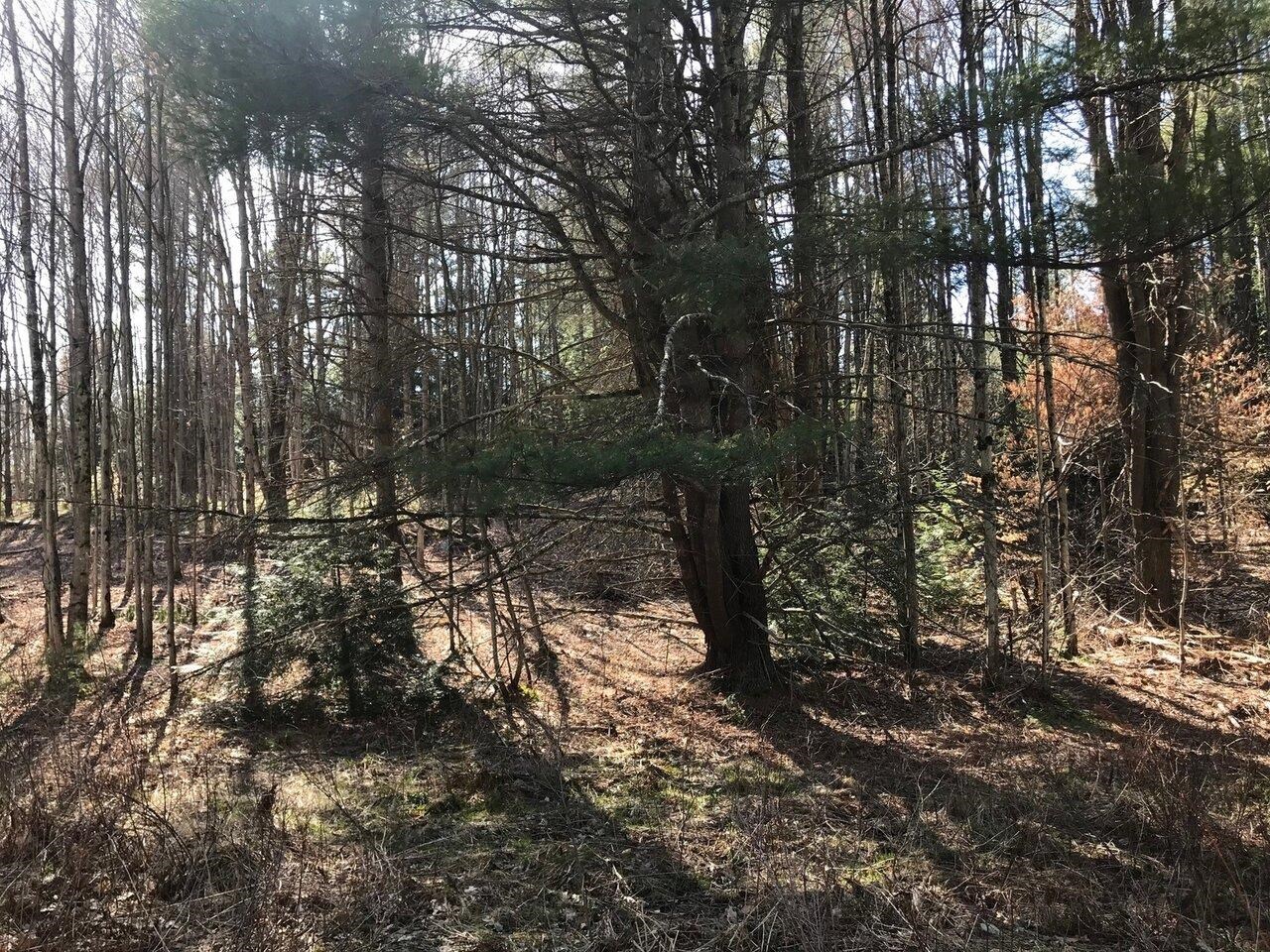 Lot 8 Shady Lane