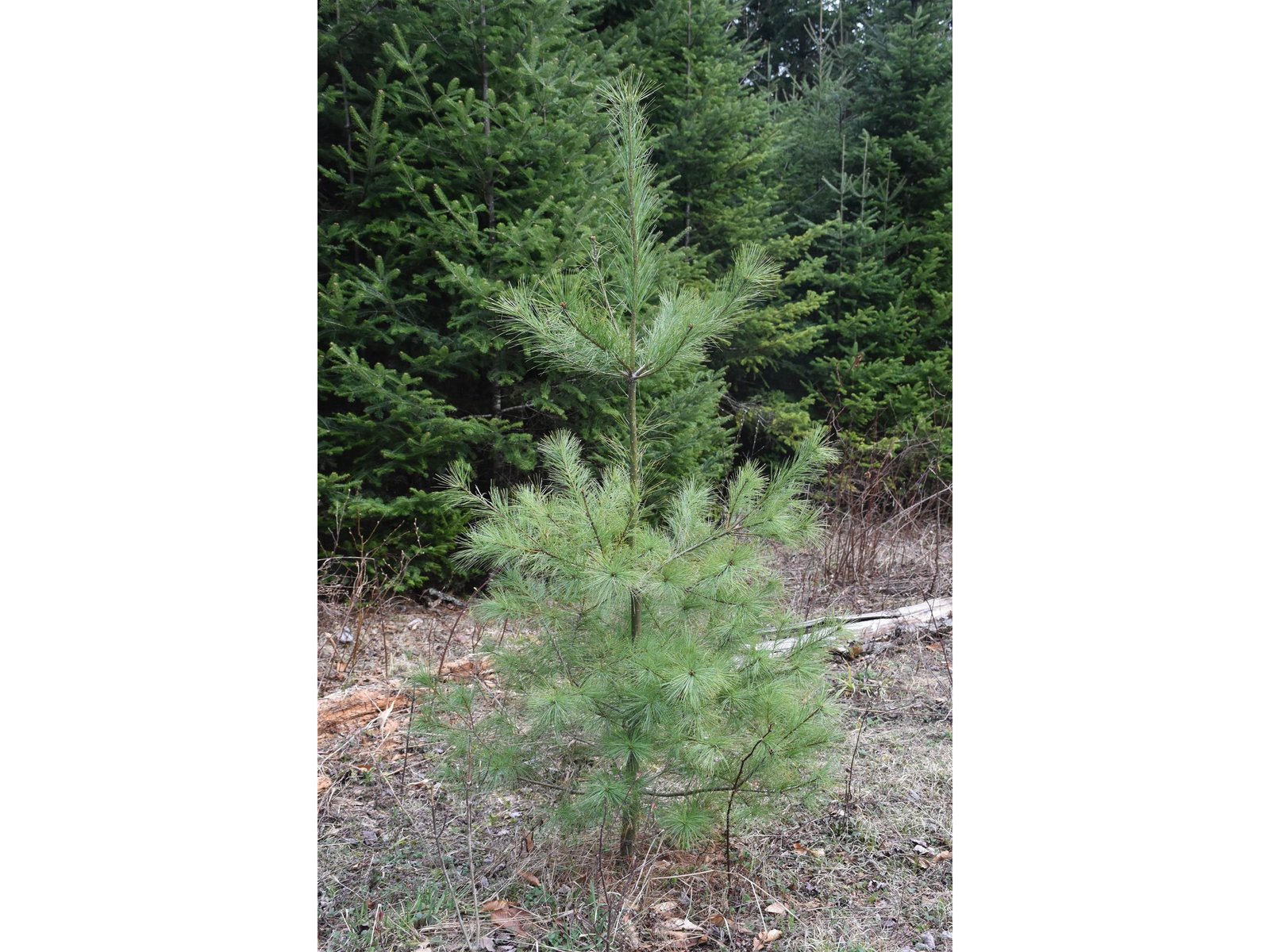 Lot B Windmill Lane