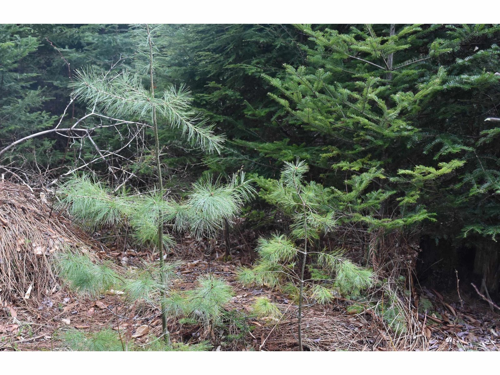 Lot B Windmill Lane