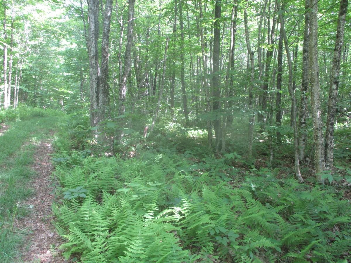 Lot E Marjorie Drive