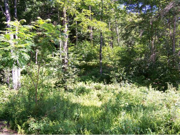 TBD County Road
