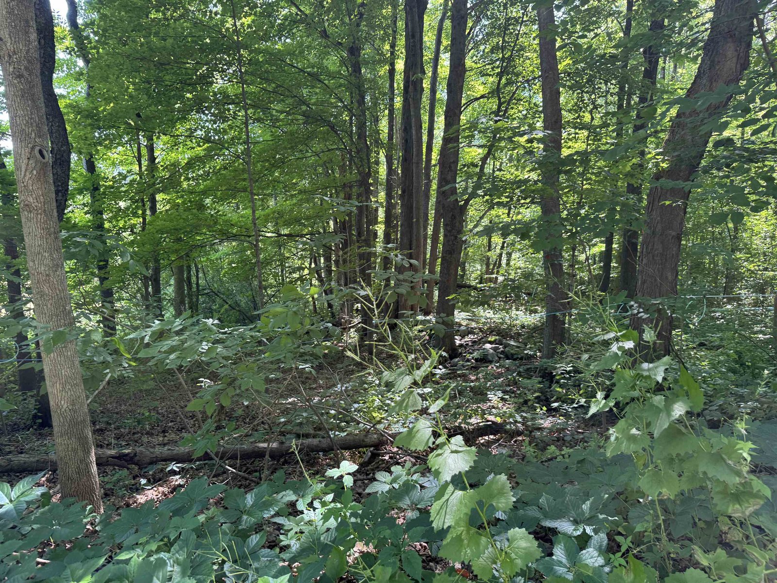 TBD Holman Road