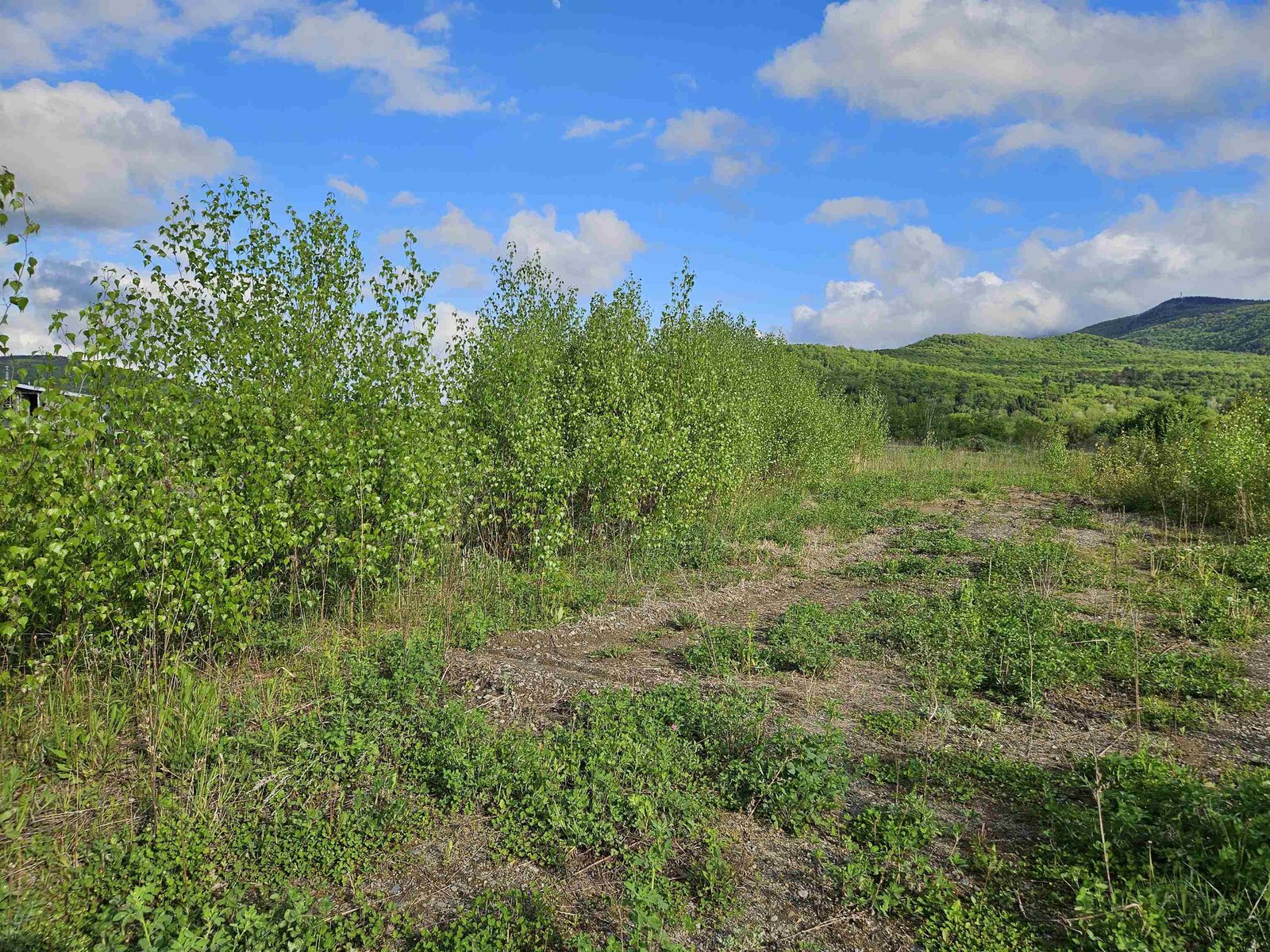 Privacy trees already started