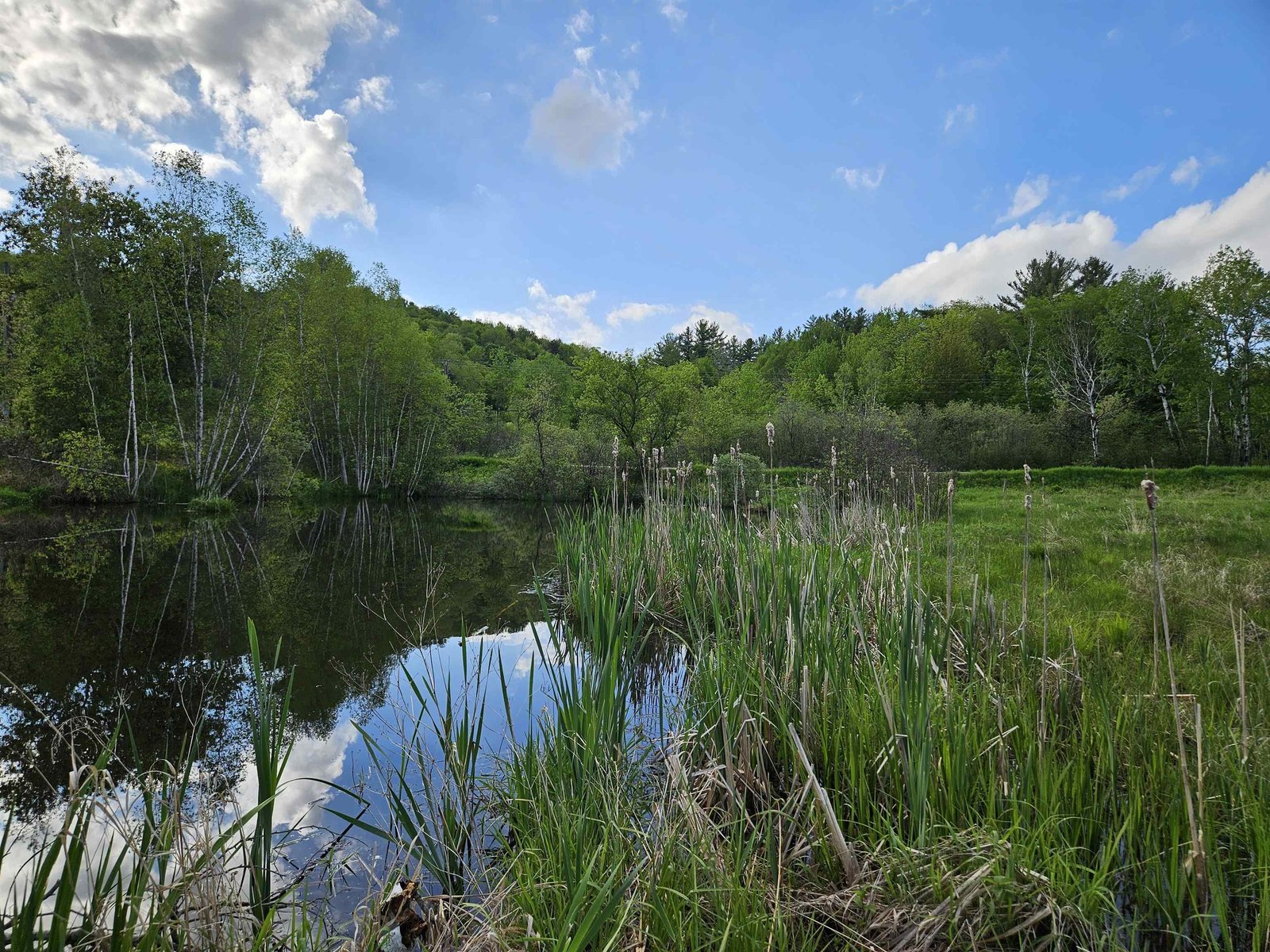 Peaceful Pond