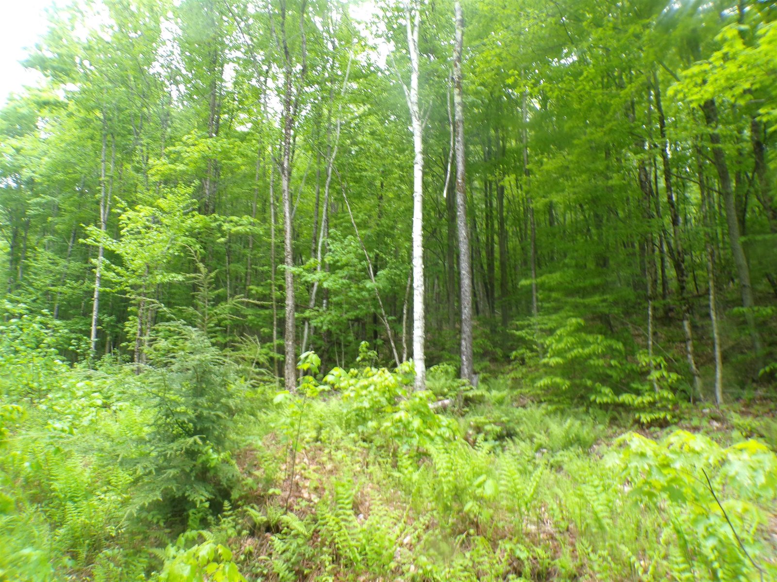 0 Foliage Lane, Westmore