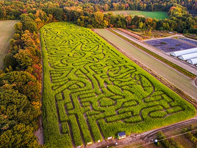Sam Mazzas Corn Maze