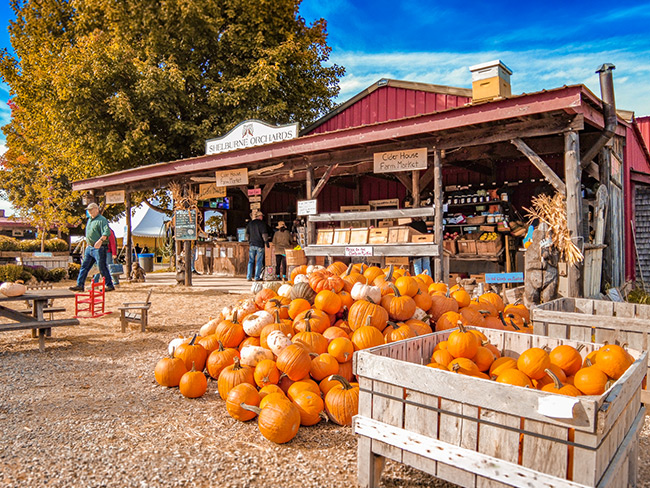 Shelburne Orchard Fall