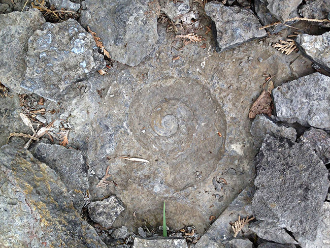 chazy fossil reef 1