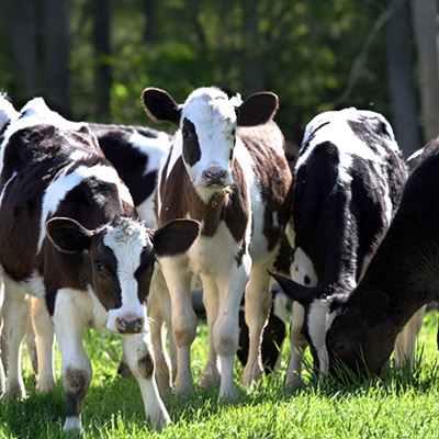 cows in field