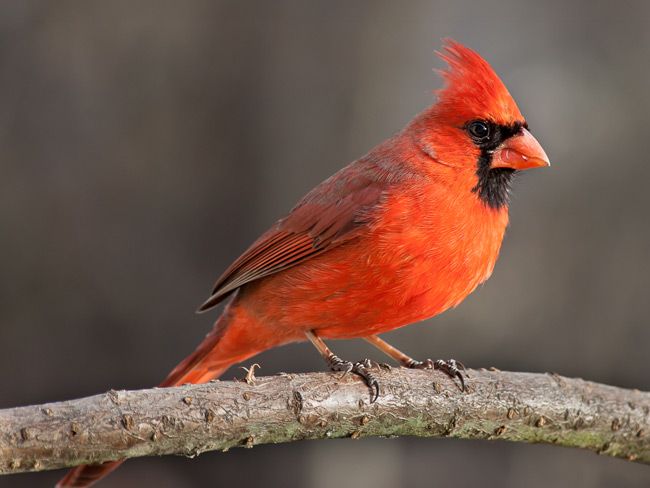 A Cardinal on a branch